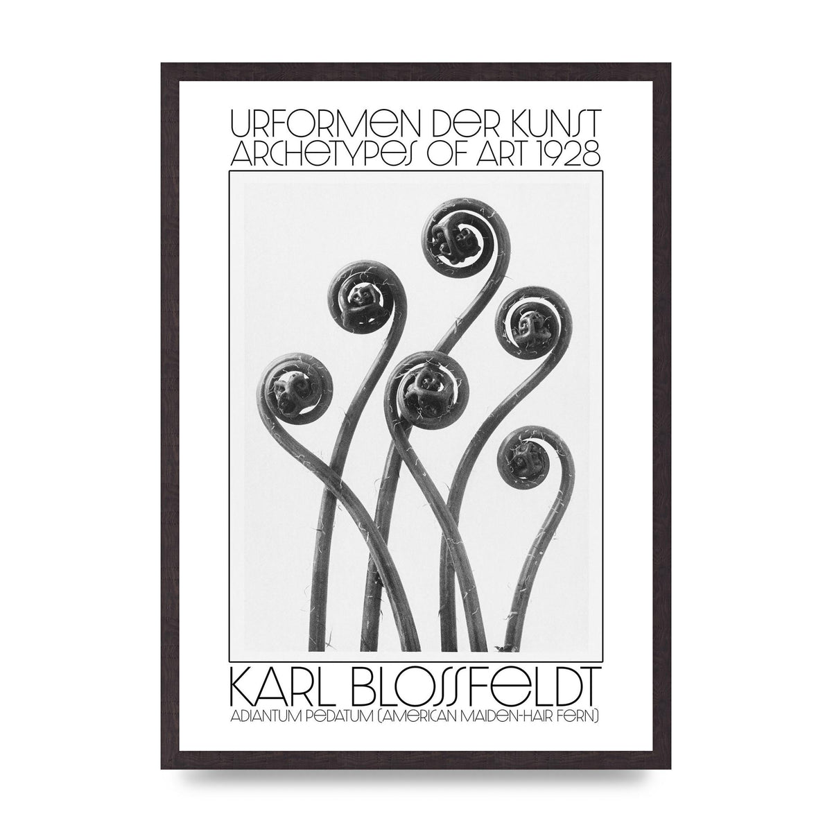 Karl Blossfeldt Urformen Der Kunst 1928 Adiantum Pedatum American Maiden Hair Fern Wall Art - A2 framed