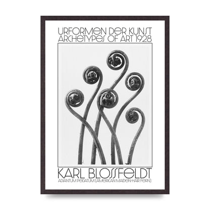 Karl Blossfeldt Urformen Der Kunst 1928 Adiantum Pedatum American Maiden Hair Fern Wall Art - A2 framed