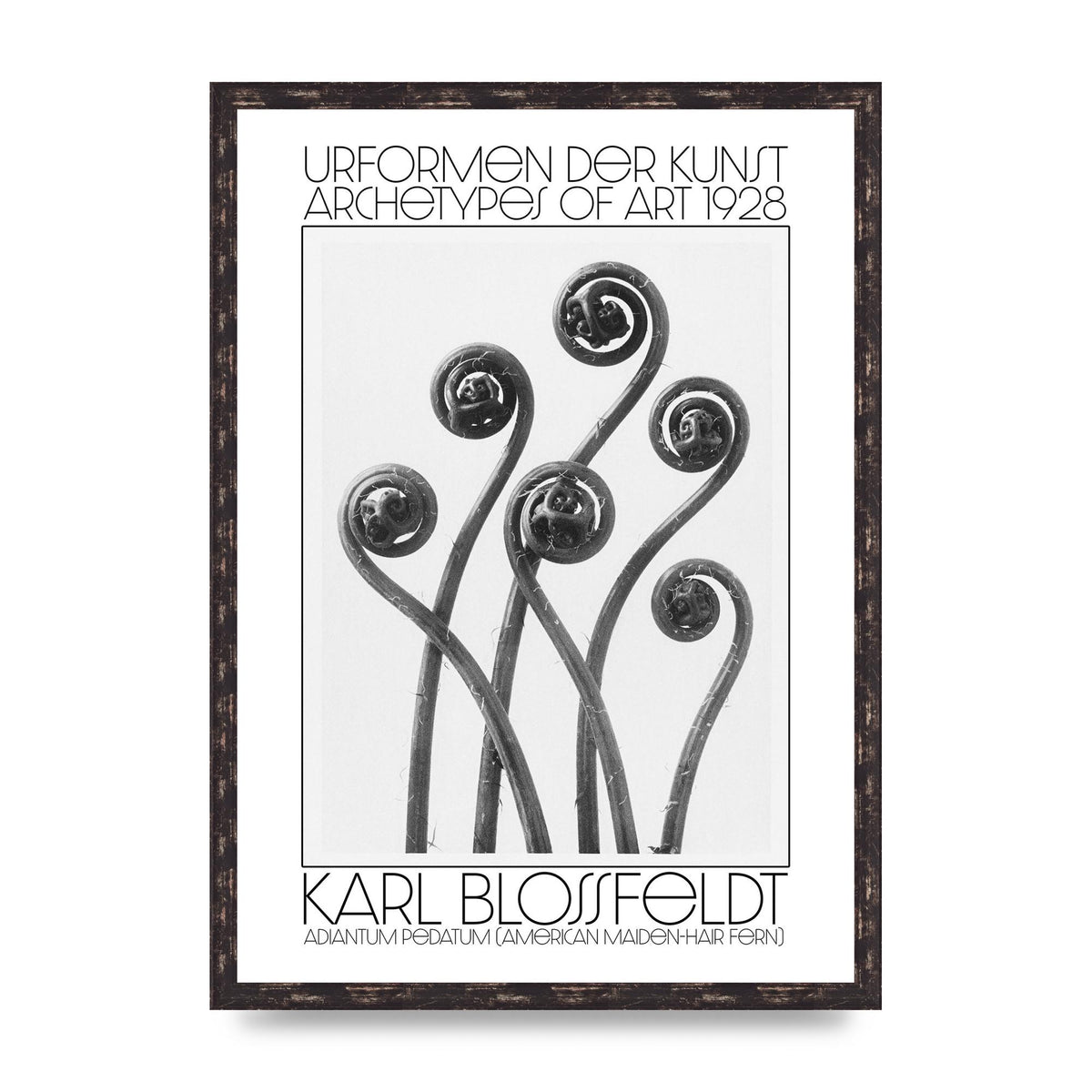 Karl Blossfeldt Urformen Der Kunst 1928 Adiantum Pedatum American Maiden Hair Fern Wall Art - A2 framed