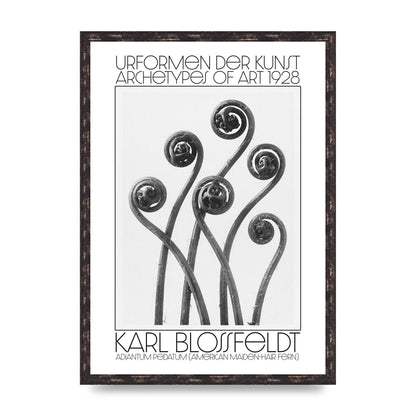 Karl Blossfeldt Urformen Der Kunst 1928 Adiantum Pedatum American Maiden Hair Fern Wall Art - A2 framed