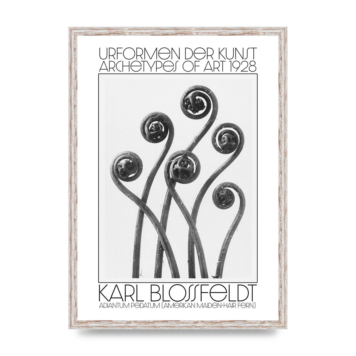 Karl Blossfeldt Urformen Der Kunst 1928 Adiantum Pedatum American Maiden Hair Fern Wall Art - A2 framed