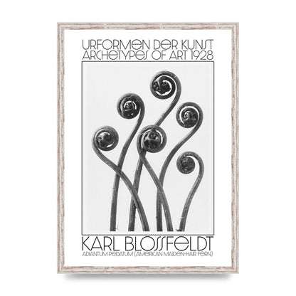 Karl Blossfeldt Urformen Der Kunst 1928 Adiantum Pedatum American Maiden Hair Fern Wall Art - A2 framed
