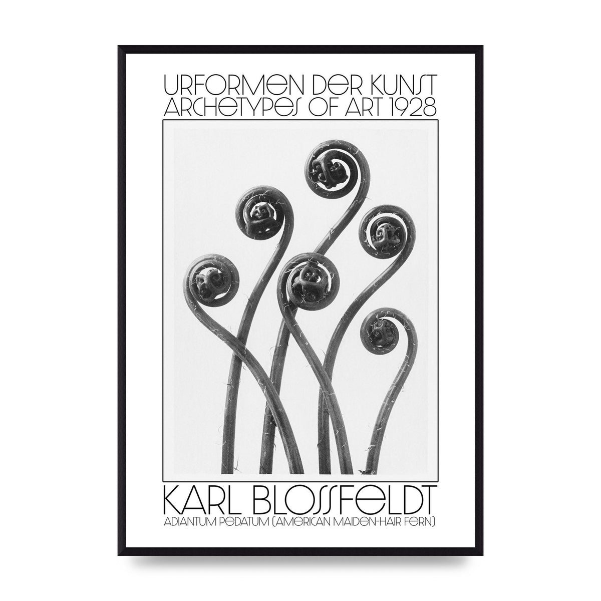 Karl Blossfeldt Urformen Der Kunst 1928 Adiantum Pedatum American Maiden Hair Fern Wall Art - A2 framed