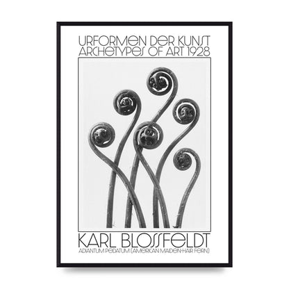 Karl Blossfeldt Urformen Der Kunst 1928 Adiantum Pedatum American Maiden Hair Fern Wall Art - A2 framed