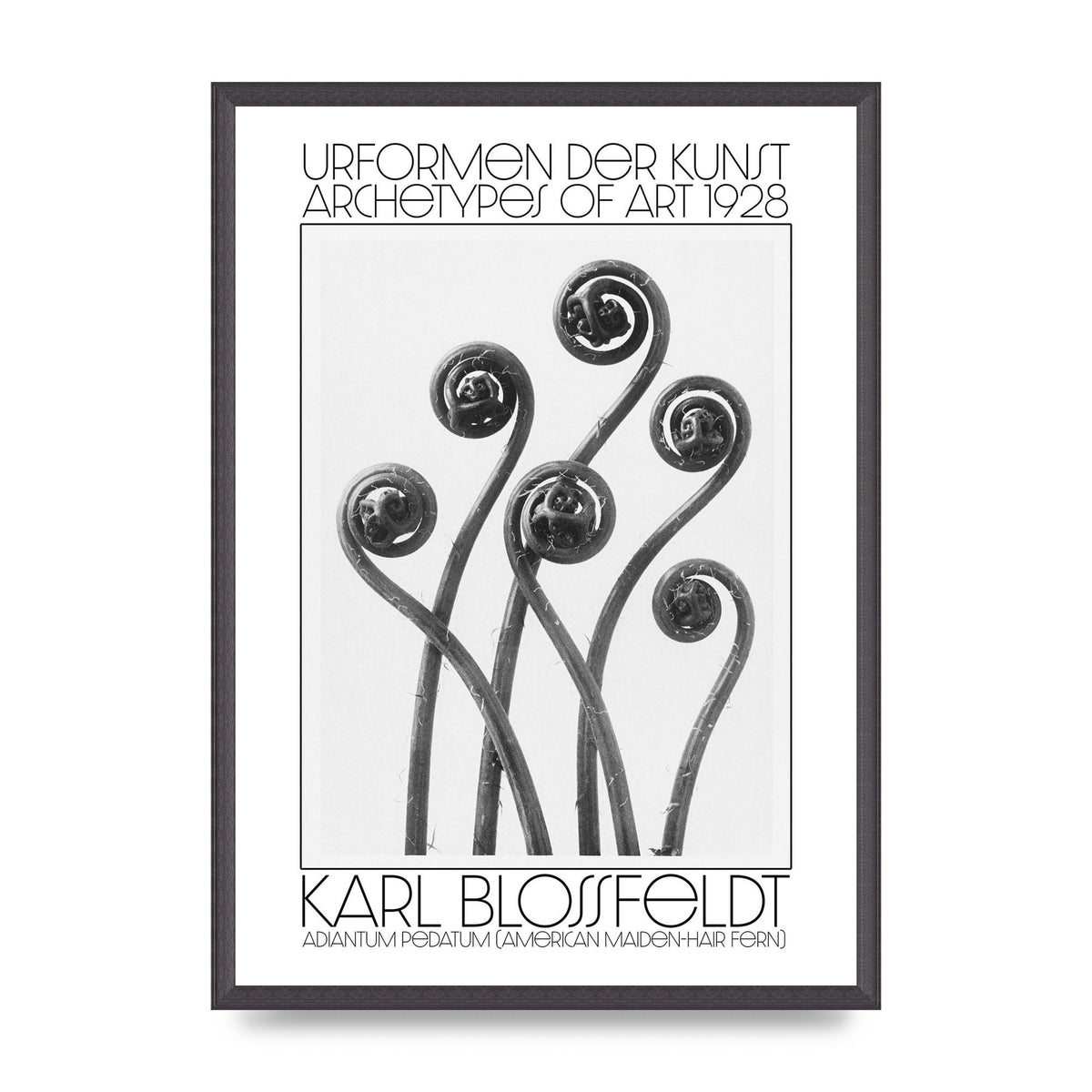 Karl Blossfeldt Urformen Der Kunst 1928 Adiantum Pedatum American Maiden Hair Fern Wall Art - A2 framed