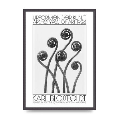 Karl Blossfeldt Urformen Der Kunst 1928 Adiantum Pedatum American Maiden Hair Fern Wall Art - A2 framed