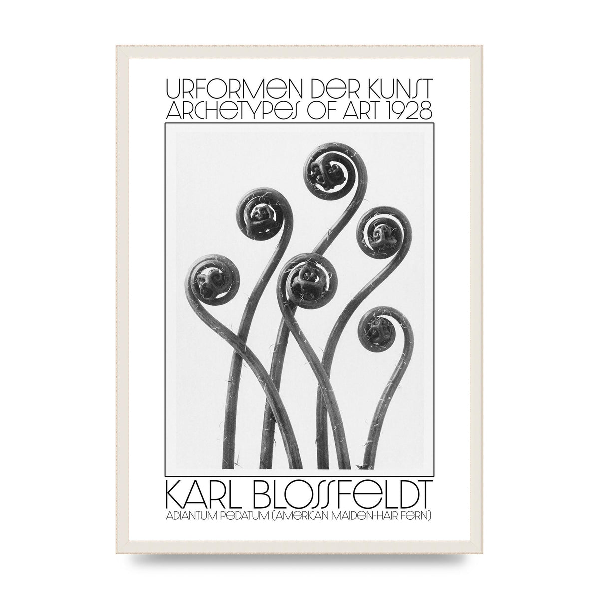 Karl Blossfeldt Urformen Der Kunst 1928 Adiantum Pedatum American Maiden Hair Fern Wall Art - A2 framed