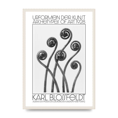Karl Blossfeldt Urformen Der Kunst 1928 Adiantum Pedatum American Maiden Hair Fern Wall Art - A2 framed