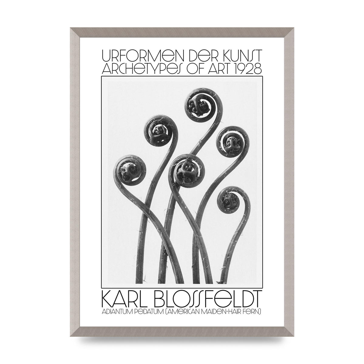 Karl Blossfeldt Urformen Der Kunst 1928 Adiantum Pedatum American Maiden Hair Fern Wall Art - A2 framed
