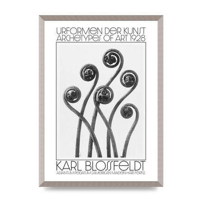 Karl Blossfeldt Urformen Der Kunst 1928 Adiantum Pedatum American Maiden Hair Fern Wall Art - A2 framed