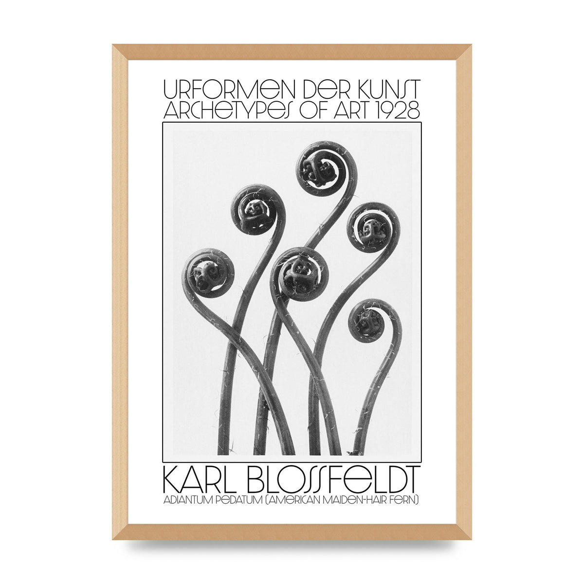 Karl Blossfeldt Urformen Der Kunst 1928 Adiantum Pedatum American Maiden Hair Fern Wall Art - A2 framed