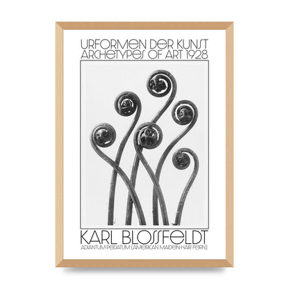 Karl Blossfeldt Urformen Der Kunst 1928 Adiantum Pedatum American Maiden Hair Fern Wall Art - A2 framed