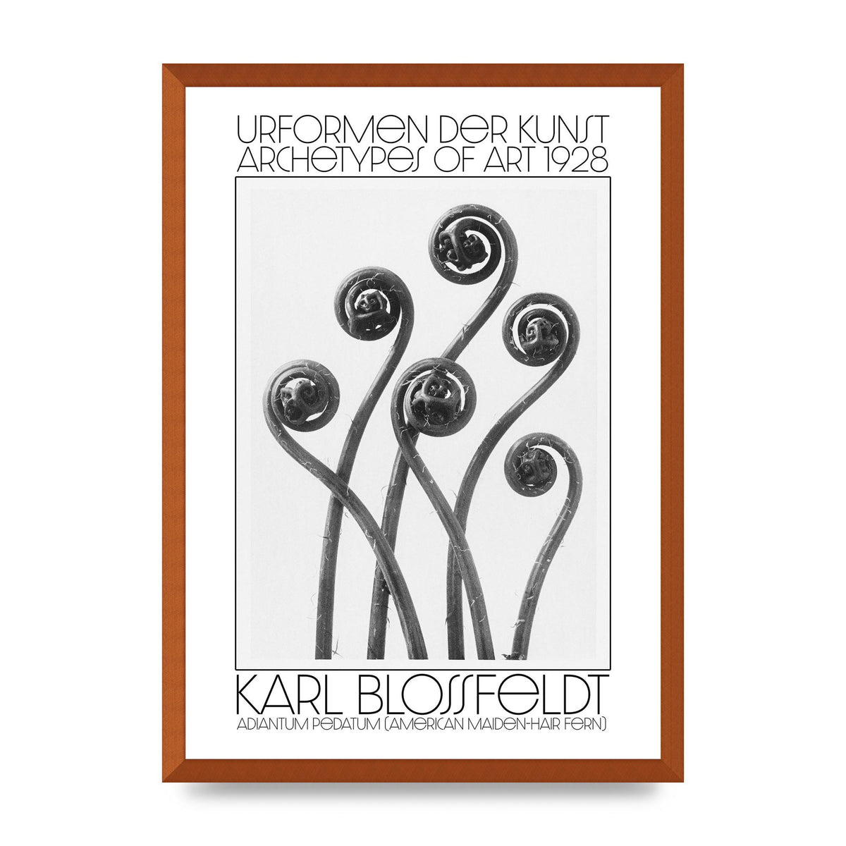 Karl Blossfeldt Urformen Der Kunst 1928 Adiantum Pedatum American Maiden Hair Fern Wall Art - A2 framed
