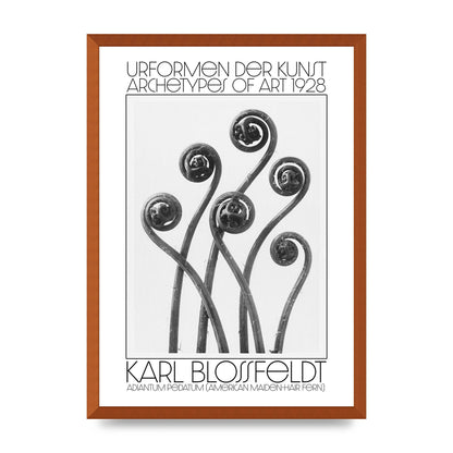 Karl Blossfeldt Urformen Der Kunst 1928 Adiantum Pedatum American Maiden Hair Fern Wall Art - A2 framed