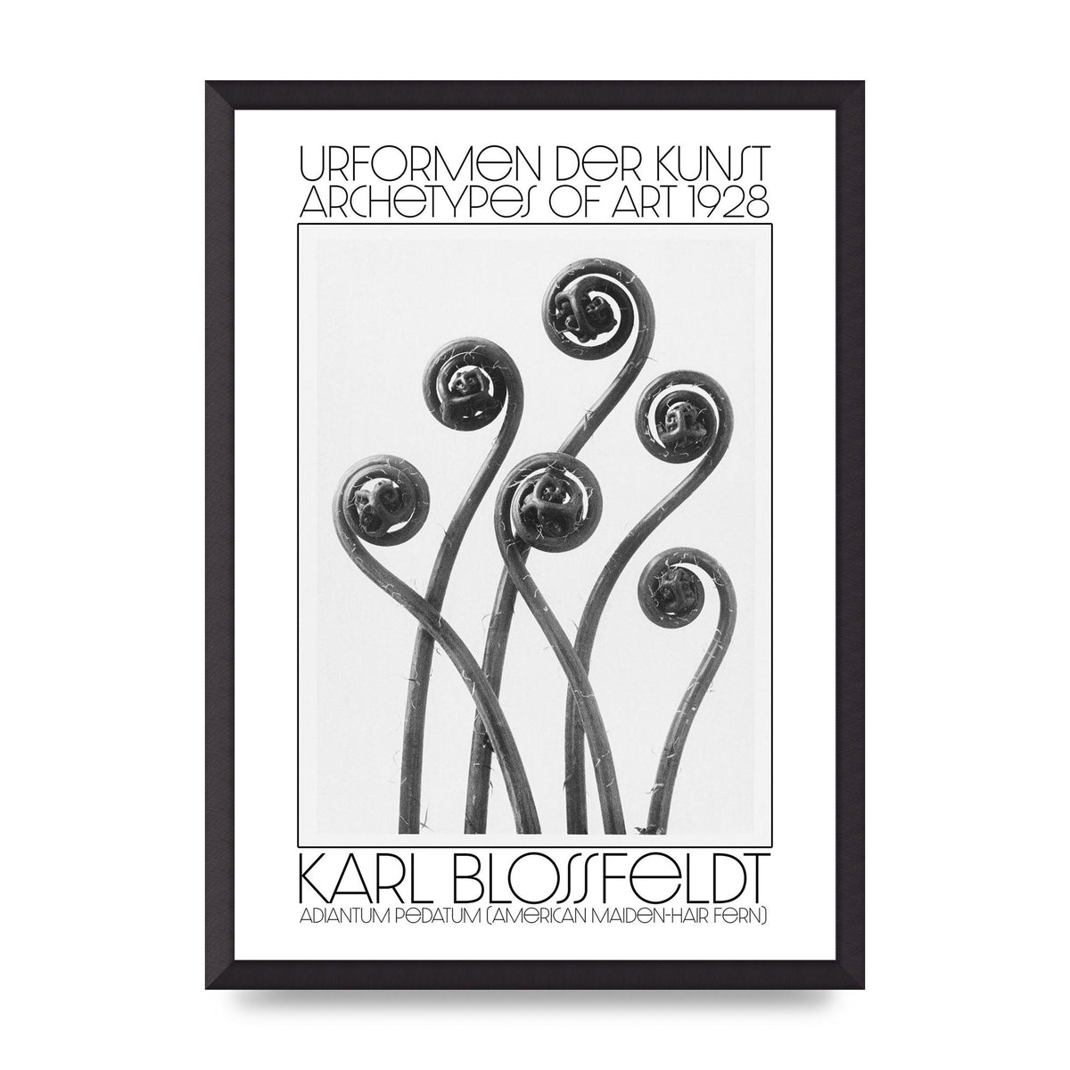 Karl Blossfeldt Urformen Der Kunst 1928 Adiantum Pedatum American Maiden Hair Fern Wall Art - A2 framed