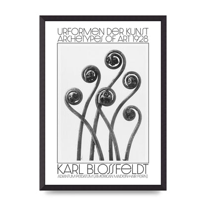 Karl Blossfeldt Urformen Der Kunst 1928 Adiantum Pedatum American Maiden Hair Fern Wall Art - A2 framed