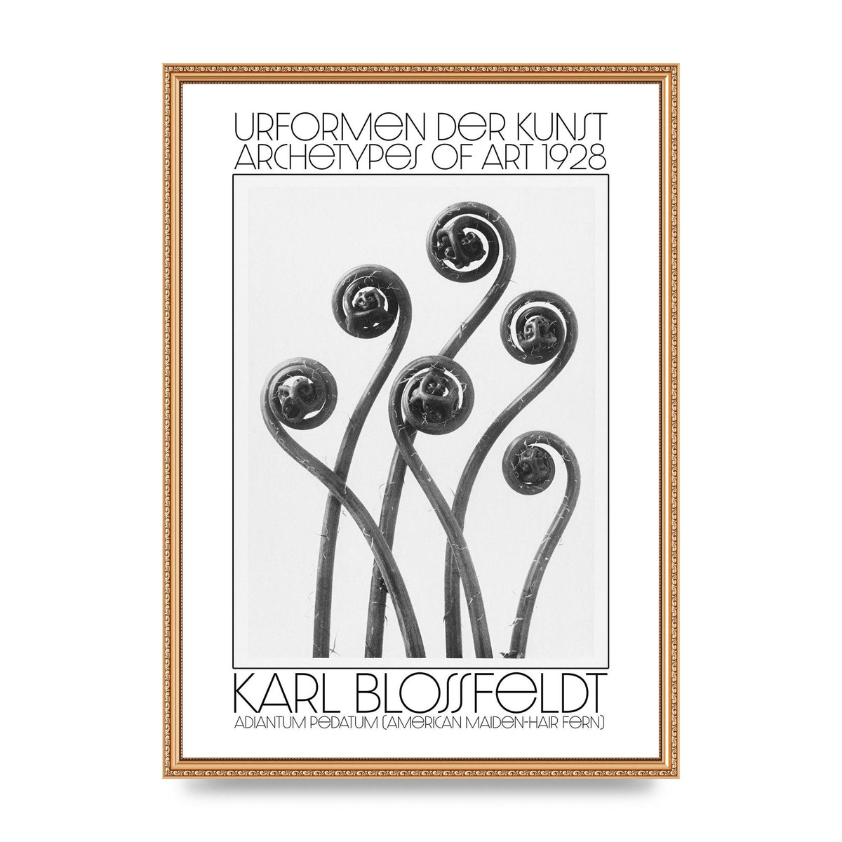 Karl Blossfeldt Urformen Der Kunst 1928 Adiantum Pedatum American Maiden Hair Fern Wall Art - A2 framed