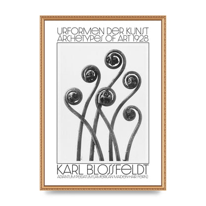 Karl Blossfeldt Urformen Der Kunst 1928 Adiantum Pedatum American Maiden Hair Fern Wall Art - A2 framed