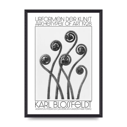 Karl Blossfeldt Urformen Der Kunst 1928 Adiantum Pedatum American Maiden Hair Fern Wall Art - A2 framed