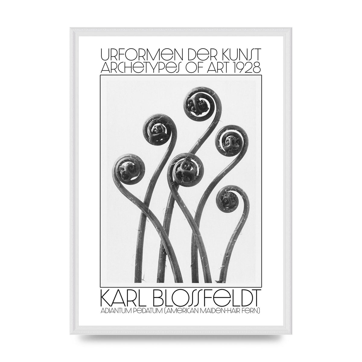 Karl Blossfeldt Urformen Der Kunst 1928 Adiantum Pedatum American Maiden Hair Fern Wall Art - A2 framed