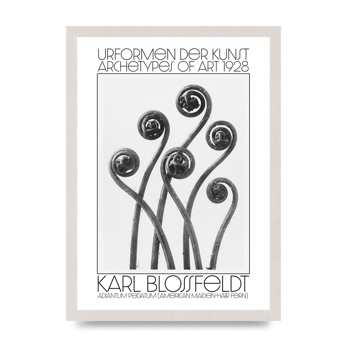 Karl Blossfeldt Urformen Der Kunst 1928 Adiantum Pedatum American Maiden Hair Fern Wall Art - A3 framed