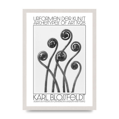 Karl Blossfeldt Urformen Der Kunst 1928 Adiantum Pedatum American Maiden Hair Fern Wall Art - A3 framed