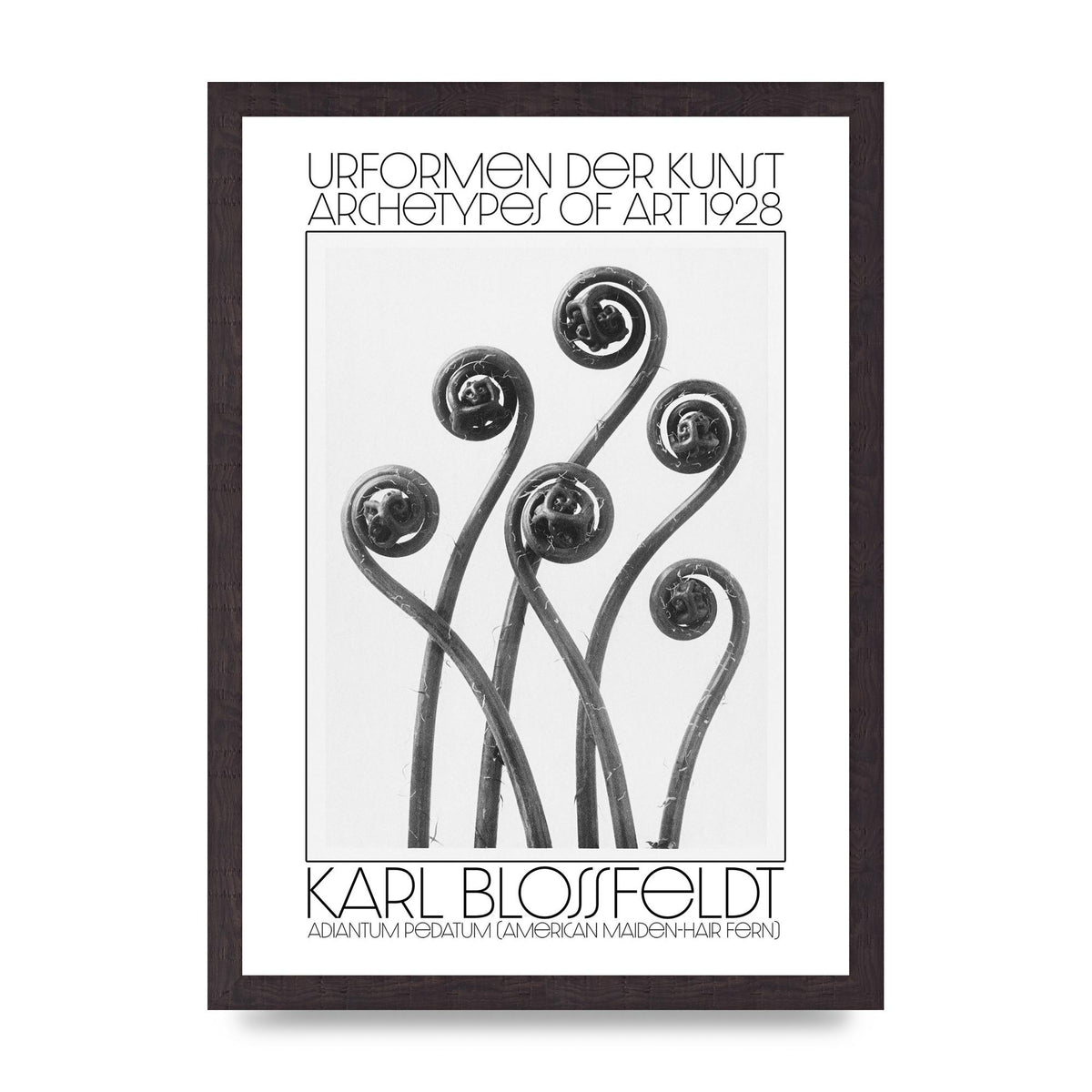 Karl Blossfeldt Urformen Der Kunst 1928 Adiantum Pedatum American Maiden Hair Fern Wall Art - A3 framed