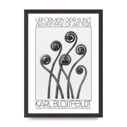 Karl Blossfeldt Urformen Der Kunst 1928 Adiantum Pedatum American Maiden Hair Fern Wall Art - A3 framed