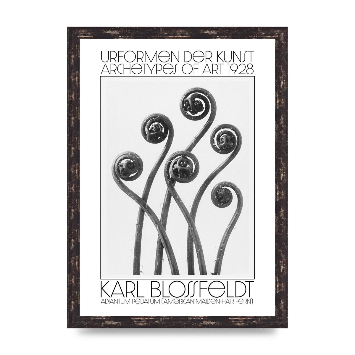 Karl Blossfeldt Urformen Der Kunst 1928 Adiantum Pedatum American Maiden Hair Fern Wall Art - A3 framed