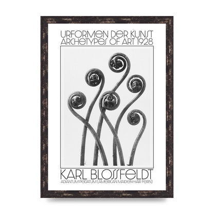 Karl Blossfeldt Urformen Der Kunst 1928 Adiantum Pedatum American Maiden Hair Fern Wall Art - A3 framed