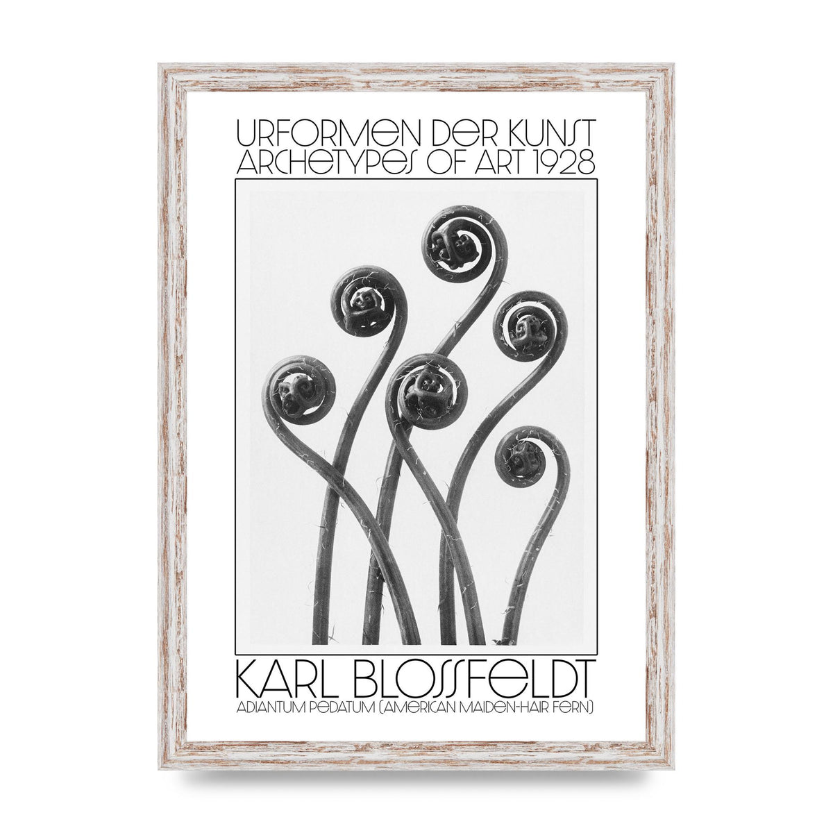 Karl Blossfeldt Urformen Der Kunst 1928 Adiantum Pedatum American Maiden Hair Fern Wall Art - A3 framed