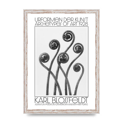 Karl Blossfeldt Urformen Der Kunst 1928 Adiantum Pedatum American Maiden Hair Fern Wall Art - A3 framed