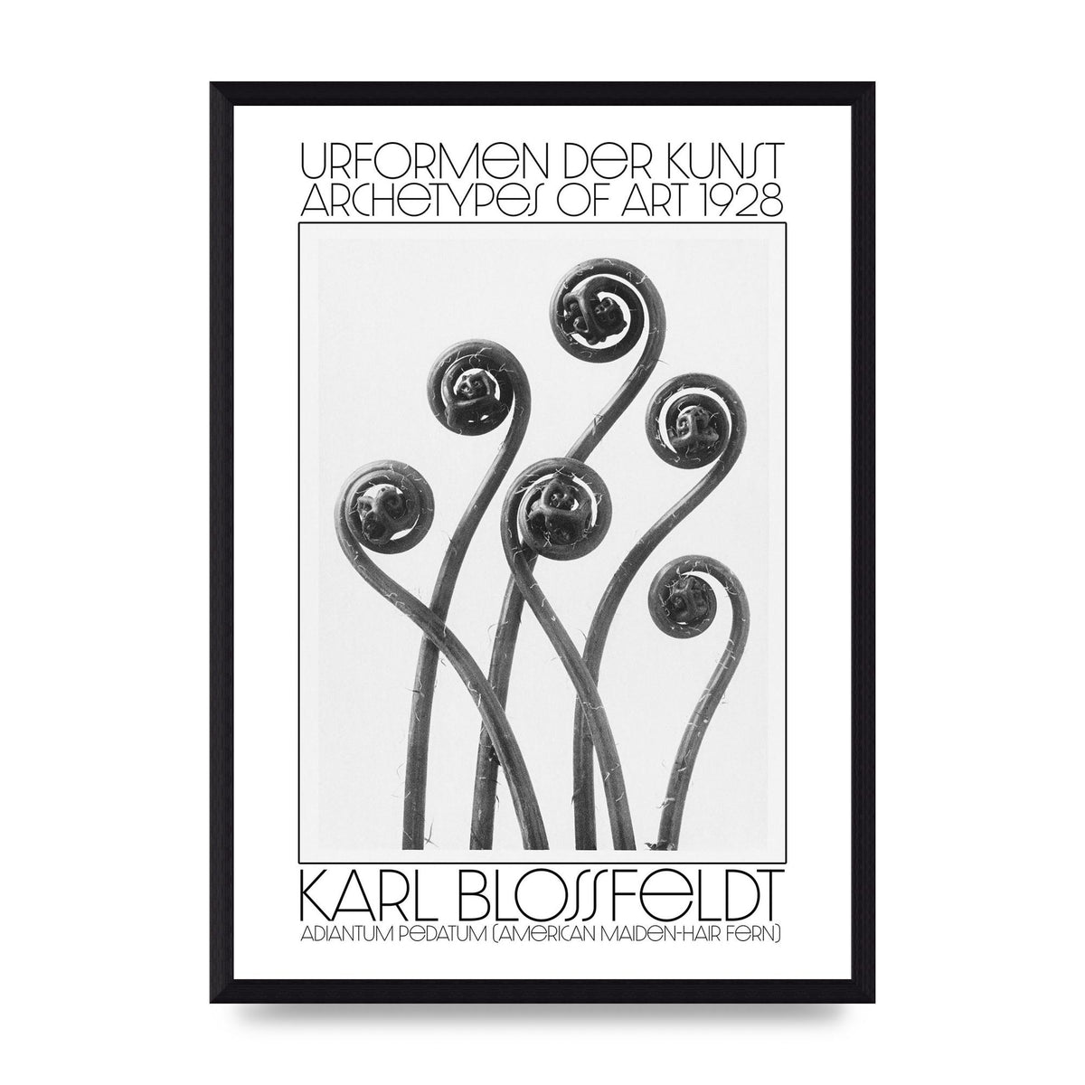 Karl Blossfeldt Urformen Der Kunst 1928 Adiantum Pedatum American Maiden Hair Fern Wall Art - A3 framed