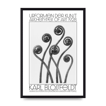 Karl Blossfeldt Urformen Der Kunst 1928 Adiantum Pedatum American Maiden Hair Fern Wall Art - A3 framed