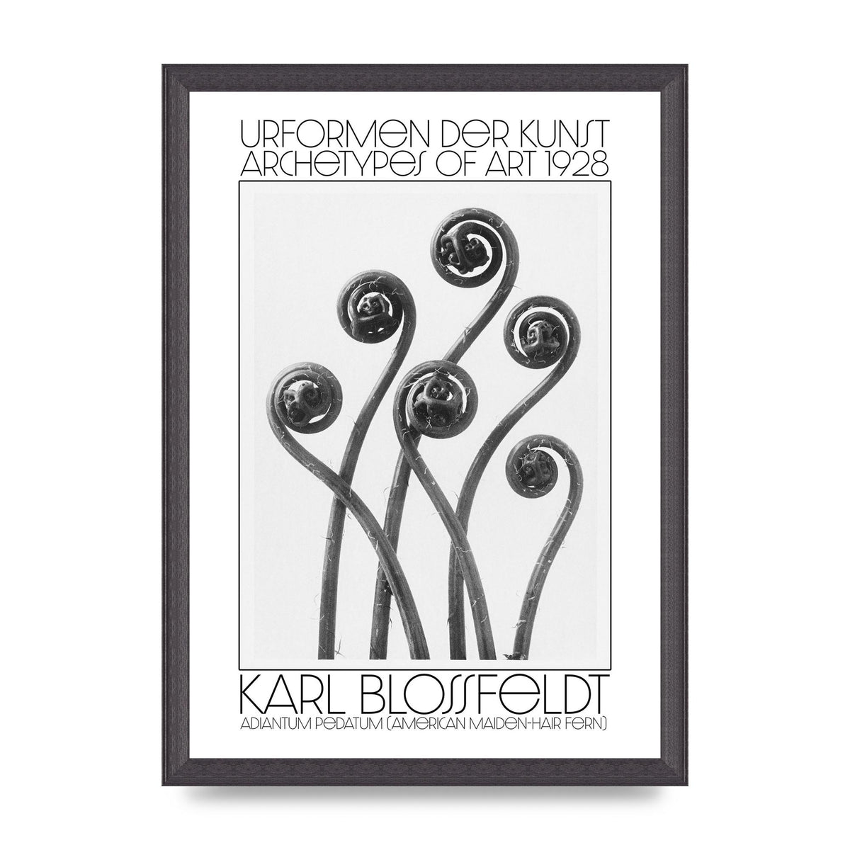 Karl Blossfeldt Urformen Der Kunst 1928 Adiantum Pedatum American Maiden Hair Fern Wall Art - A3 framed
