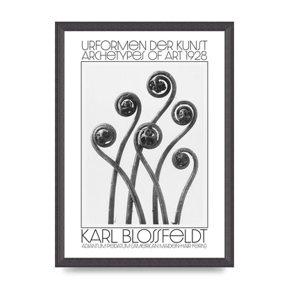 Karl Blossfeldt Urformen Der Kunst 1928 Adiantum Pedatum American Maiden Hair Fern Wall Art - A3 framed
