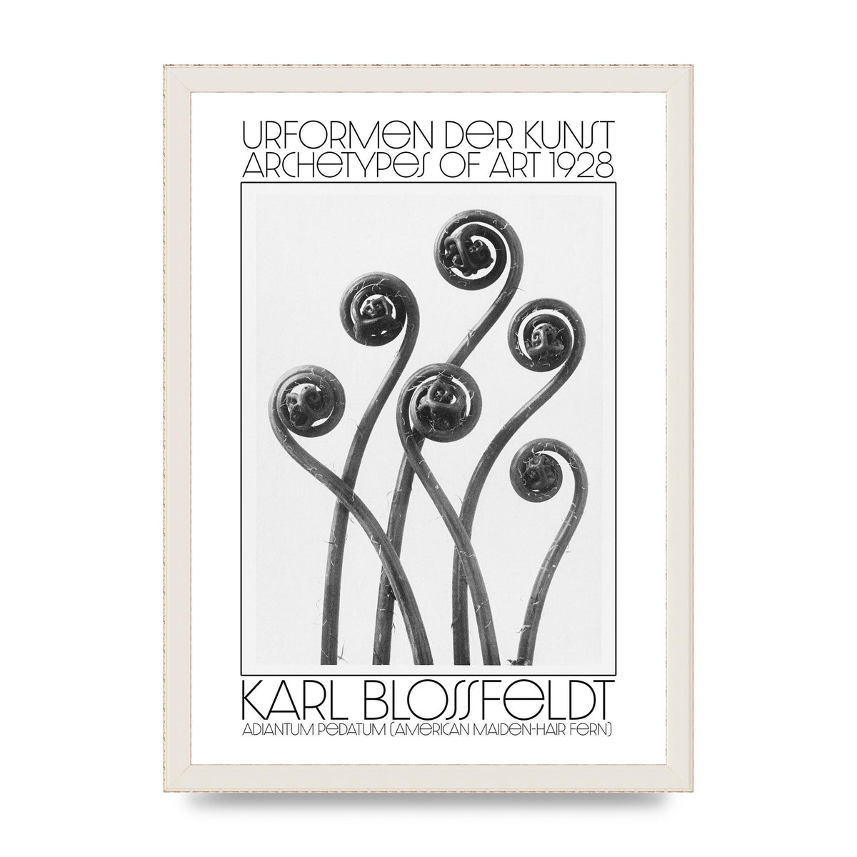 Karl Blossfeldt Urformen Der Kunst 1928 Adiantum Pedatum American Maiden Hair Fern Wall Art - A3 framed