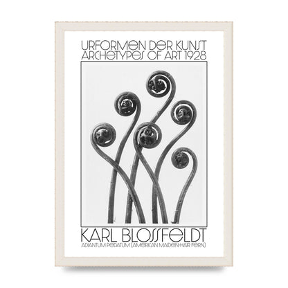 Karl Blossfeldt Urformen Der Kunst 1928 Adiantum Pedatum American Maiden Hair Fern Wall Art - A3 framed