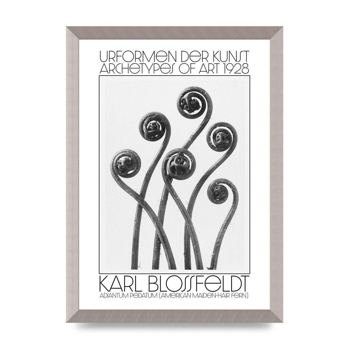 Karl Blossfeldt Urformen Der Kunst 1928 Adiantum Pedatum American Maiden Hair Fern Wall Art - A3 framed