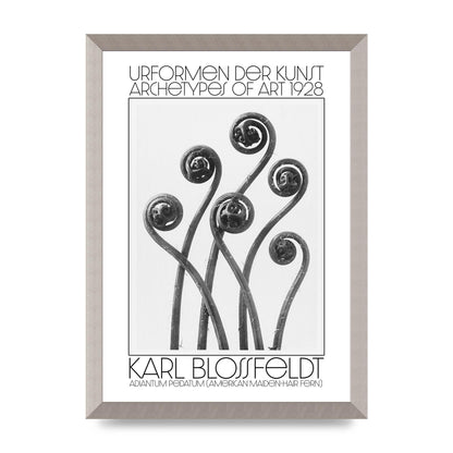 Karl Blossfeldt Urformen Der Kunst 1928 Adiantum Pedatum American Maiden Hair Fern Wall Art - A3 framed
