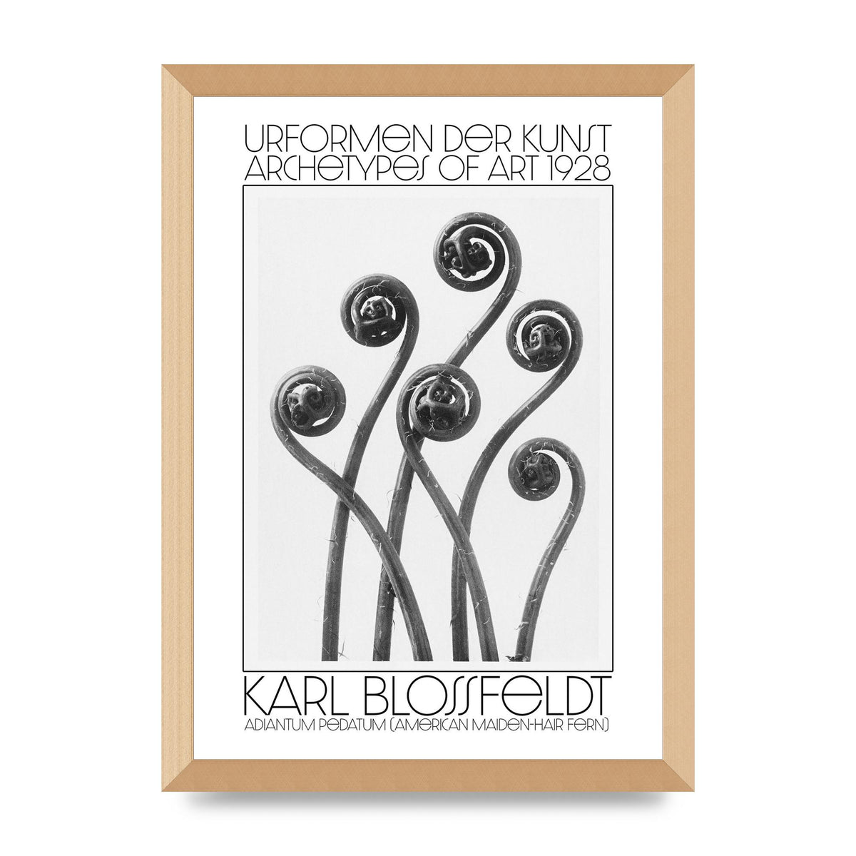 Karl Blossfeldt Urformen Der Kunst 1928 Adiantum Pedatum American Maiden Hair Fern Wall Art - A3 framed
