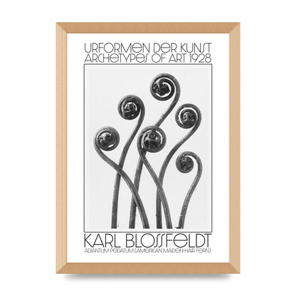 Karl Blossfeldt Urformen Der Kunst 1928 Adiantum Pedatum American Maiden Hair Fern Wall Art - A3 framed