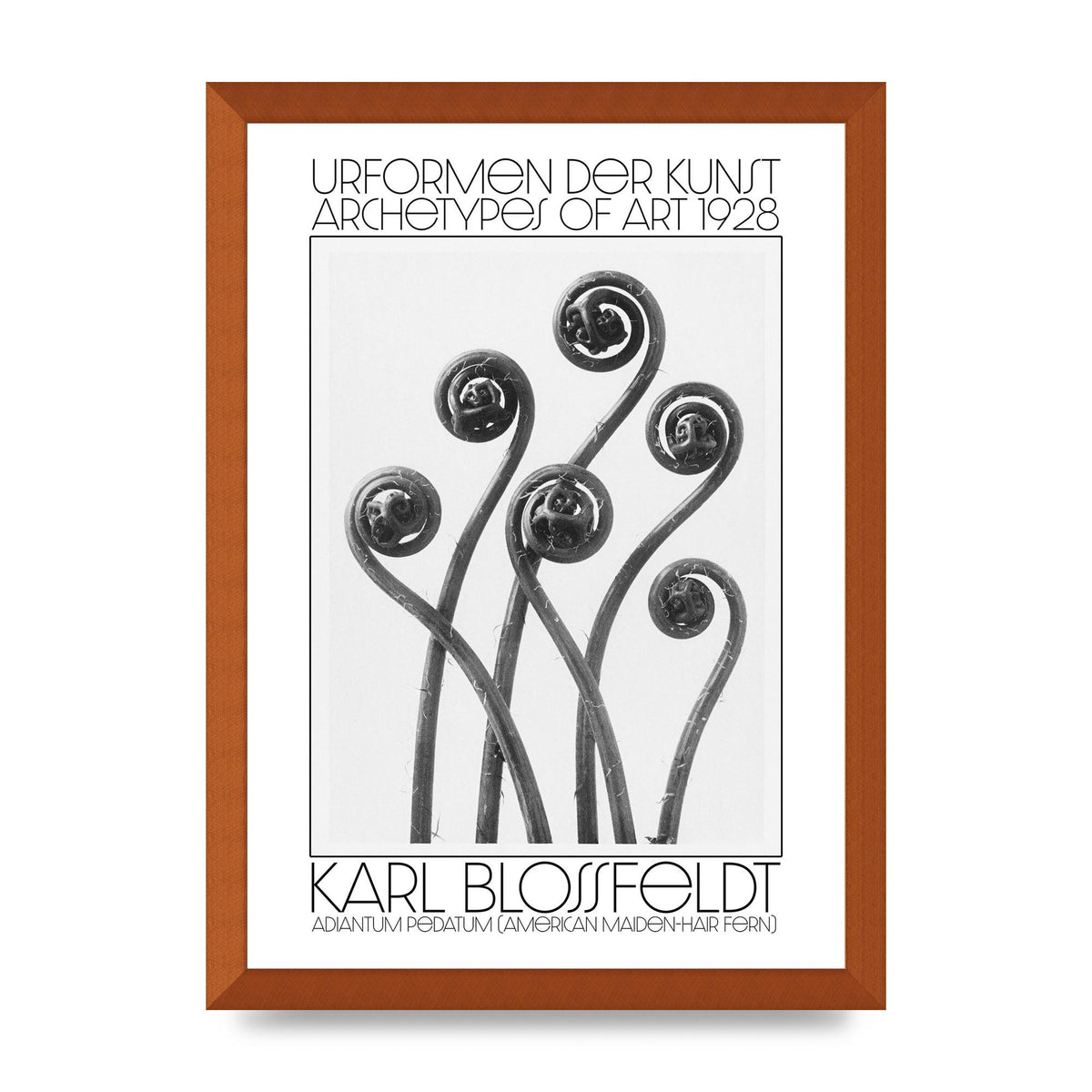 Karl Blossfeldt Urformen Der Kunst 1928 Adiantum Pedatum American Maiden Hair Fern Wall Art - A3 framed