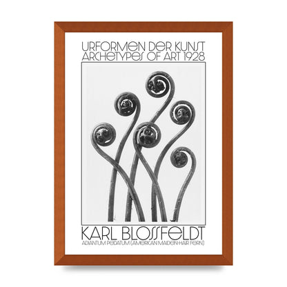 Karl Blossfeldt Urformen Der Kunst 1928 Adiantum Pedatum American Maiden Hair Fern Wall Art - A3 framed