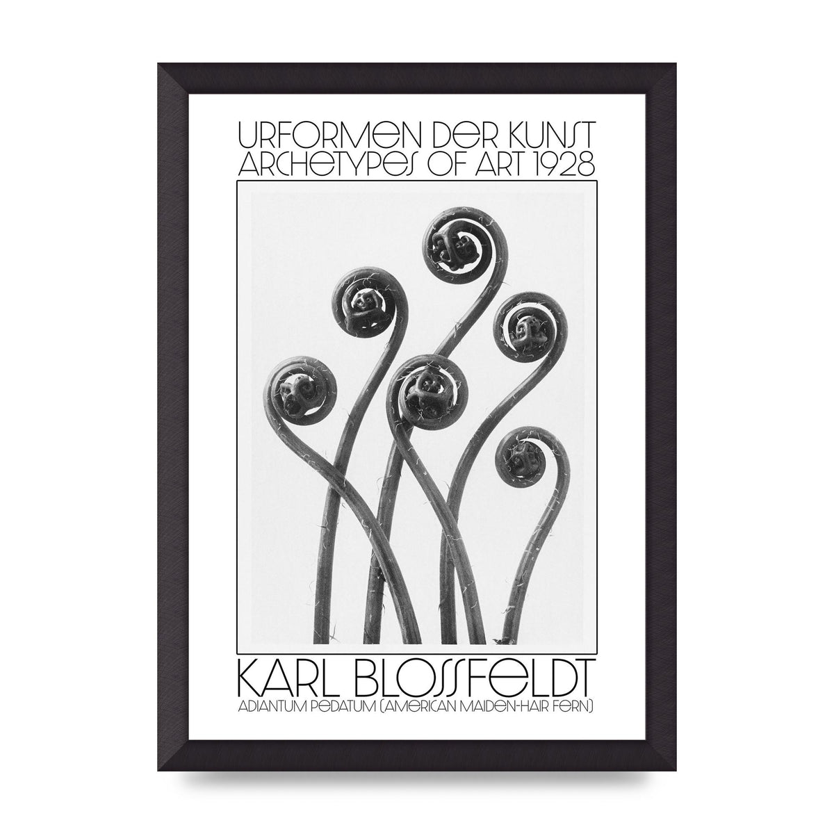 Karl Blossfeldt Urformen Der Kunst 1928 Adiantum Pedatum American Maiden Hair Fern Wall Art - A3 framed