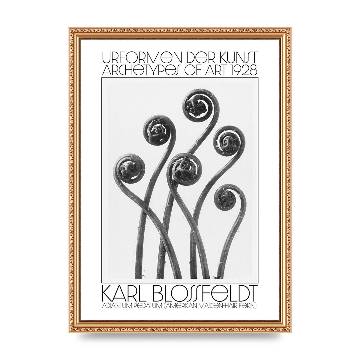 Karl Blossfeldt Urformen Der Kunst 1928 Adiantum Pedatum American Maiden Hair Fern Wall Art - A3 framed