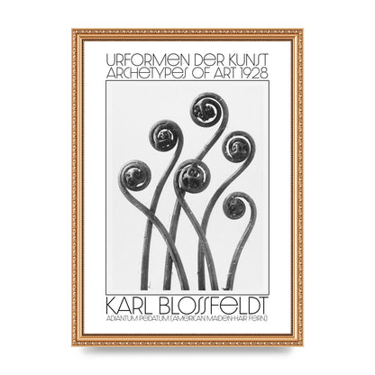 Karl Blossfeldt Urformen Der Kunst 1928 Adiantum Pedatum American Maiden Hair Fern Wall Art - A3 framed