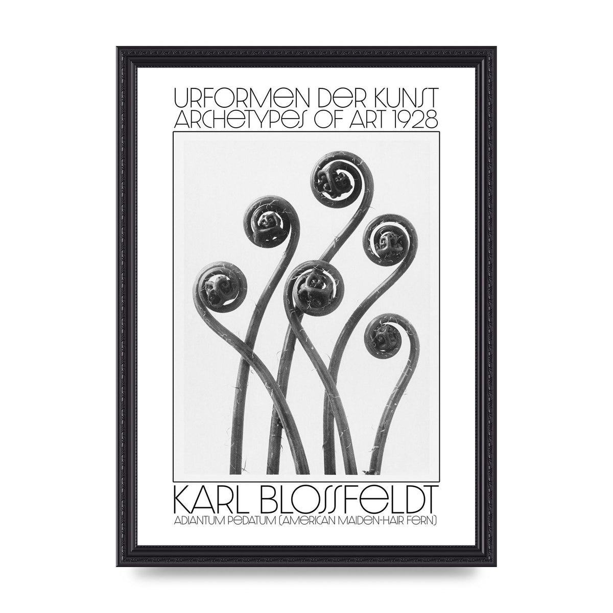 Karl Blossfeldt Urformen Der Kunst 1928 Adiantum Pedatum American Maiden Hair Fern Wall Art - A3 framed
