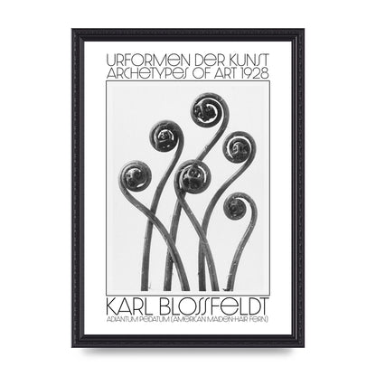 Karl Blossfeldt Urformen Der Kunst 1928 Adiantum Pedatum American Maiden Hair Fern Wall Art - A3 framed