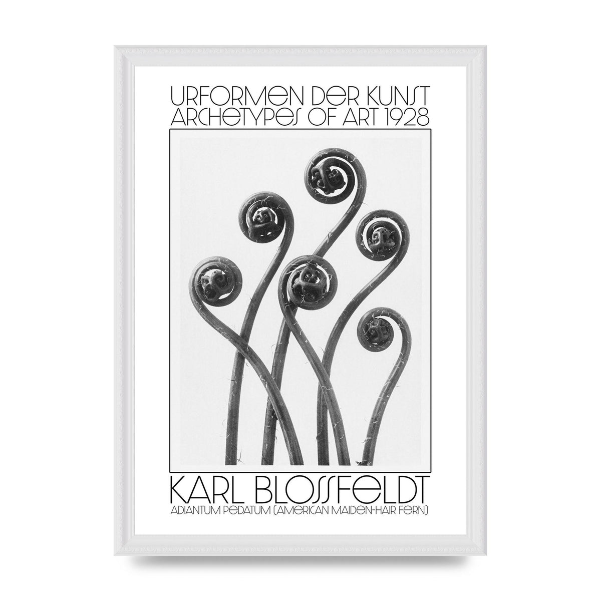 Karl Blossfeldt Urformen Der Kunst 1928 Adiantum Pedatum American Maiden Hair Fern Wall Art - A3 framed